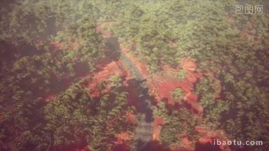 遥控飞机在古老的森林中拍摄空中景或道路